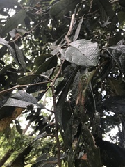 Cryptocarya mackinnoniana