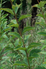 Silphium asteriscus asteriscus