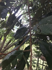 Cryptocarya mackinnoniana