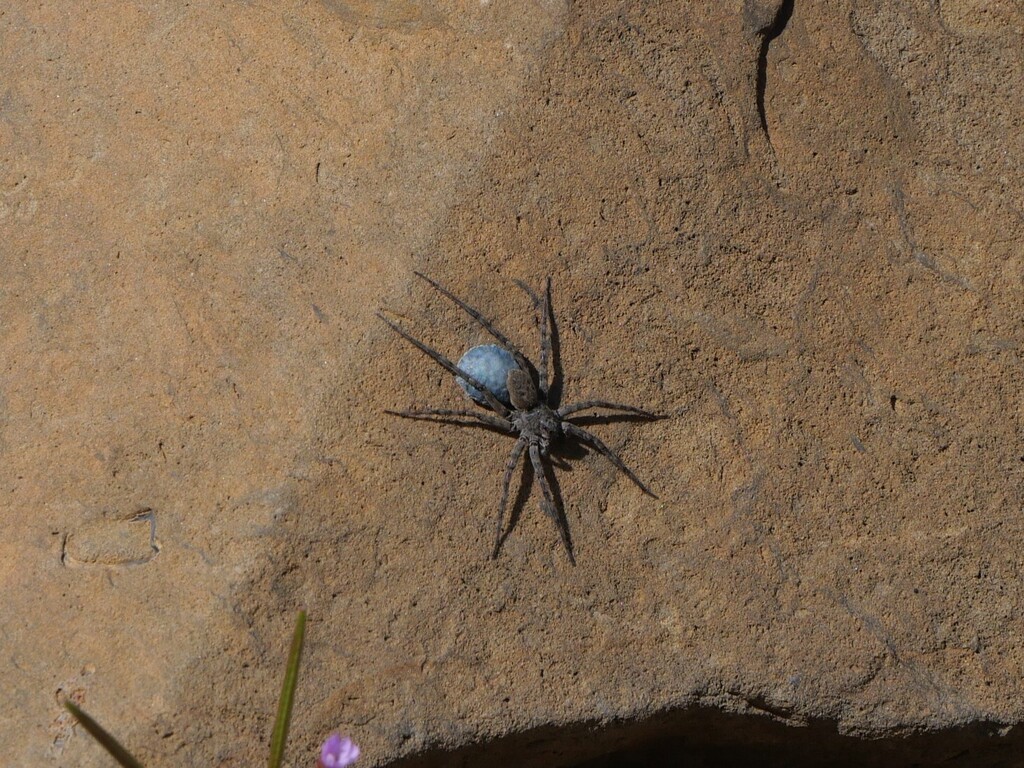 Pyrenecosa rupicola