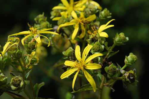 Silphium asteriscus var. asteriscus