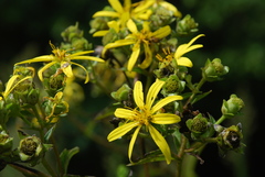 Silphium asteriscus asteriscus
