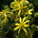 Starry Rosinweed - Photo (c) Douglas Goldman, some rights reserved (CC BY-SA), uploaded by Douglas Goldman