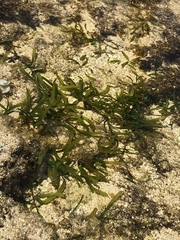 Thalassia hemprichii