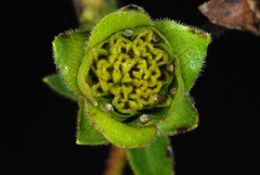 Silphium asteriscus asteriscus