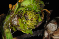 Silphium asteriscus asteriscus