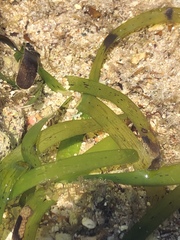 Thalassia hemprichii