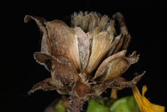 Silphium asteriscus asteriscus