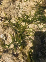 Thalassia hemprichii