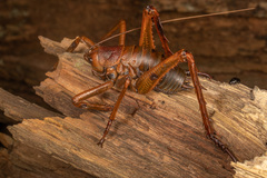 Deinacrida heteracantha