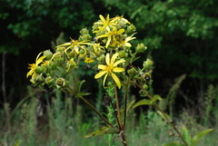 Silphium asteriscus asteriscus