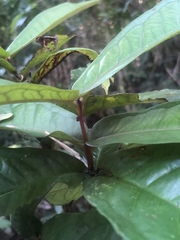 Syzygium monospermum