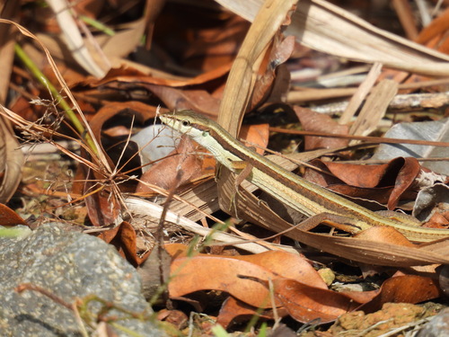 Takydromus sexlineatus