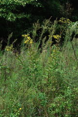 Silphium asteriscus asteriscus