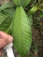 Syzygium monospermum