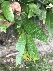 Syzygium wilsonii cryptophlebium