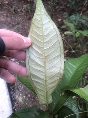 Syzygium monospermum