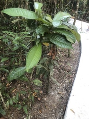 Syzygium monospermum