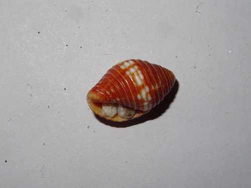Pseudonebularia cucumerina observed 2025-08-18