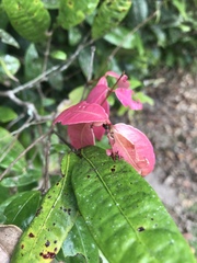 Syzygium wilsonii cryptophlebium