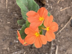 Crossandra greenstockii