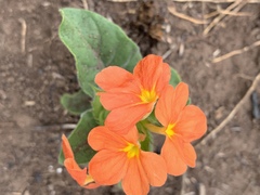 Crossandra greenstockii