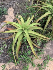 Aloe spicata