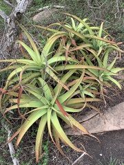 Aloe spicata