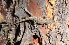 Sceloporus subniger