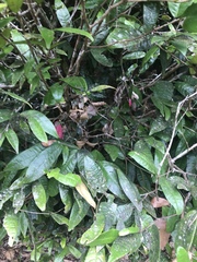 Syzygium wilsonii cryptophlebium