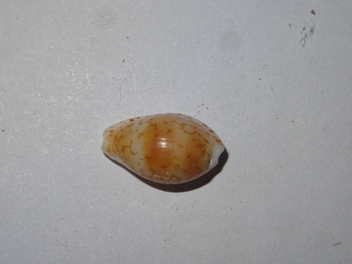 Cribrarula esontropia observed 2025-08-18
