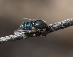 Panops conspicuus