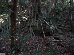 Ficus natalensis