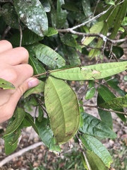 Syzygium wilsonii cryptophlebium