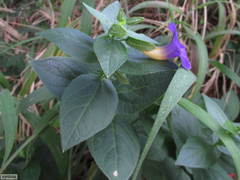 Thunbergia natalensis