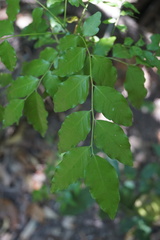 Ganophyllum falcatum
