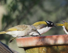 Melithreptus chloropsis