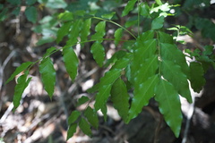 Ganophyllum falcatum