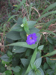 Thunbergia natalensis