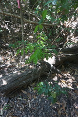 Ganophyllum falcatum