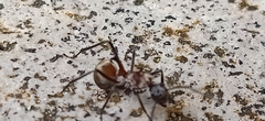 Polyrhachis bihamata