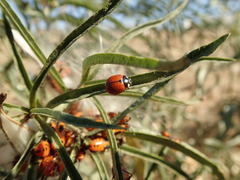 Coccinella californica