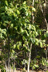 Diospyros hebecarpa