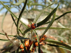 Coccinella californica