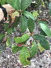 Ficus congesta