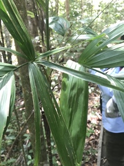 Hydriastele wendlandiana