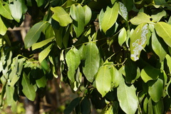 Diospyros hebecarpa