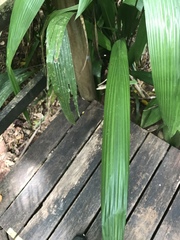 Hydriastele wendlandiana