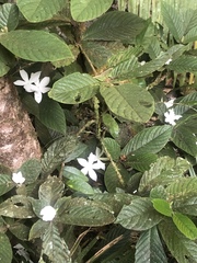 Atractocarpus hirtus