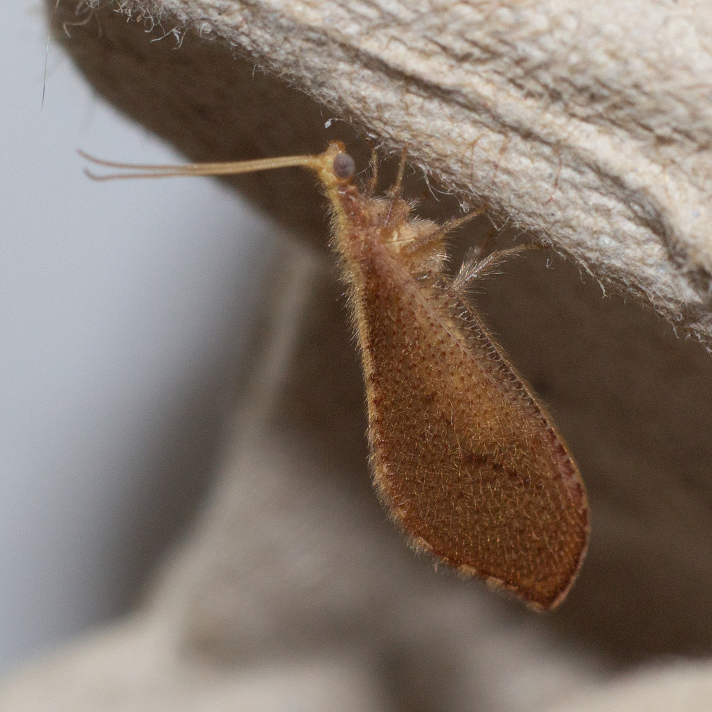 Isoscelipteron glaserellum